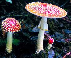 Poisonous food: How to avoid?