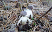 Poisonous mushroom in human form