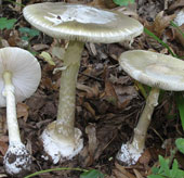 Poisonous mushrooms mysteriously cause murder in America