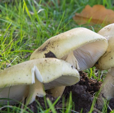 Poisonous mushrooms, new dangers for migrants