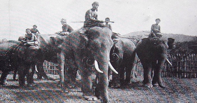 Poisonous picture of the elephant hunt in the Central Highlands 100 years ago
