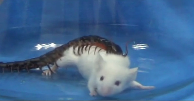 Poisonous poison knocked out large mice 15 times in half a minute