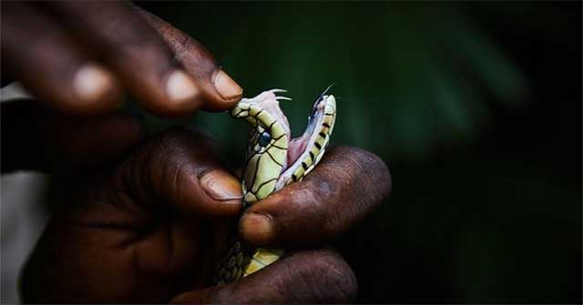 Poisonous snake snakes in the Congo jungle