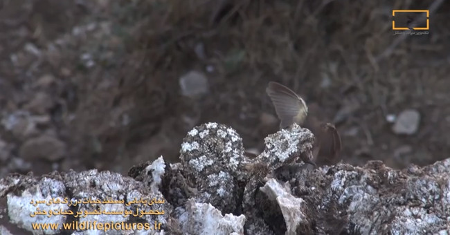 Poisonous snake snakes use traps to trap birds, win the network in the blink of an eye