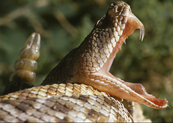 Poisonous snake venom can cure heart disease and cancer