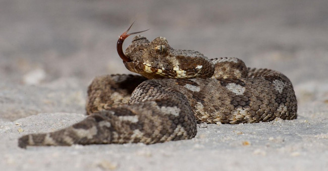 Poisonous snakes almost extinct re-export makes experts happy to cry