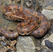 Poisonous snakes bite themselves into suicide to avoid imprisonment