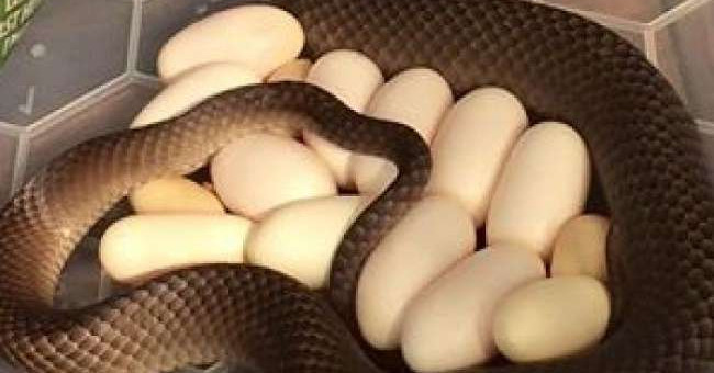 Poisonous snakes hatched 15 eggs under the refrigerator