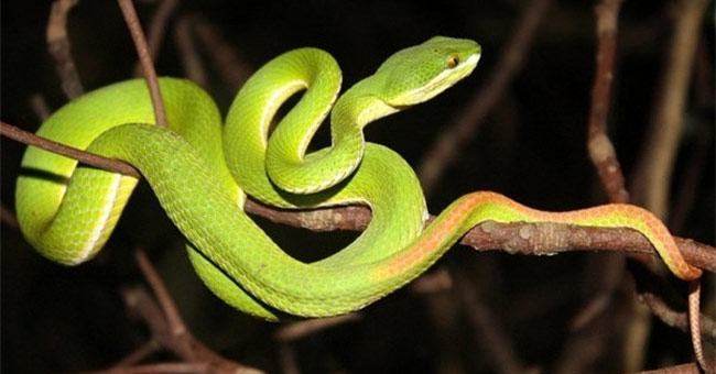 Poisonous snakes in Vietnam