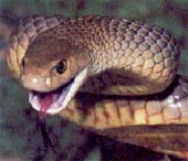 Poisonous snakes poured into Australian cities