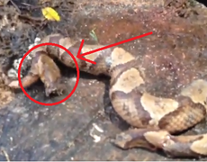 Poisonous snakes that lost their heads still bite themselves