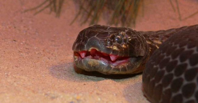 Poisonous snakes up to 10 million years do not need to evolve