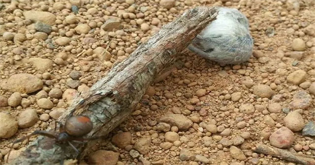 Poisonous spider encased mice in silk cocoons to eat gradually
