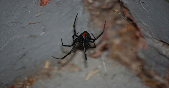 Poisonous spider spider
