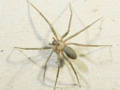 Poisonous spiders appear in Asia