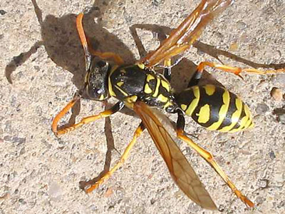 Poisonous venom bee venom is no less than snake venom
