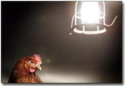 Poland: detected the fifth bird flu outbreak