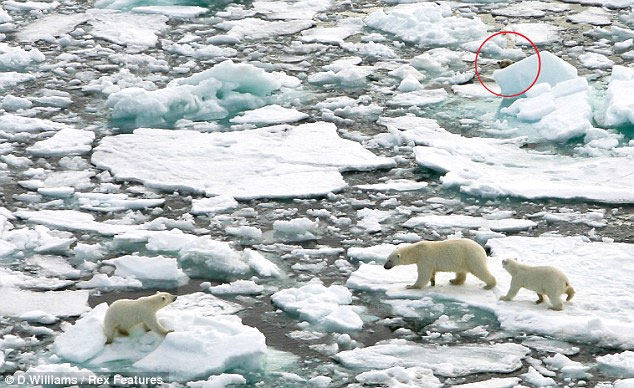 Polar bear sneaks cannibalism