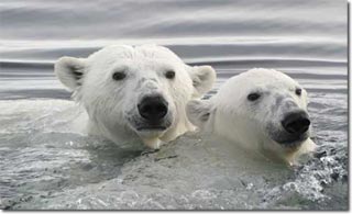 Polar bears and global warming