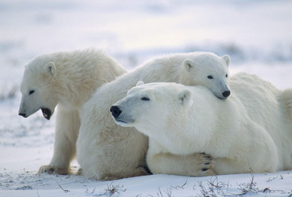 Polar bears are older than previously announced