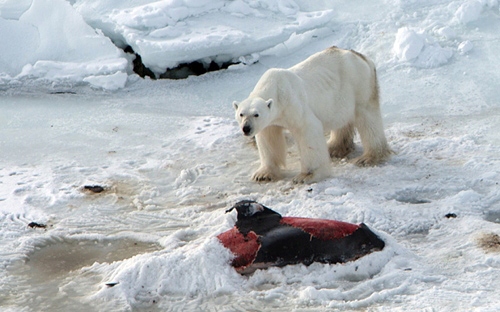 Polar bears eat dolphin meat due to climate change