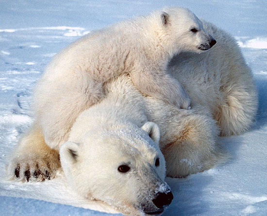 Polar bears enter the special protection list