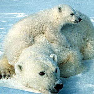 Polar bears have to swim continuously for 687km to feed