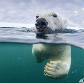 Polar bears learn to swim in the wild