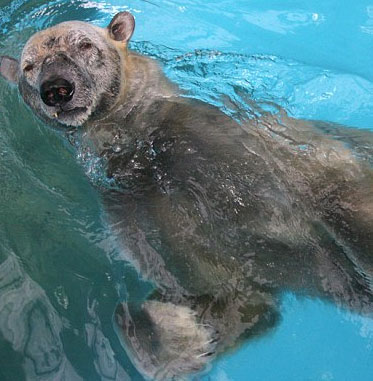 Polar bear's super swimming ability