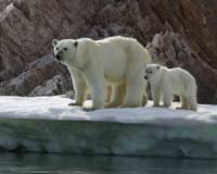 Polar bears swim 46 miles a day