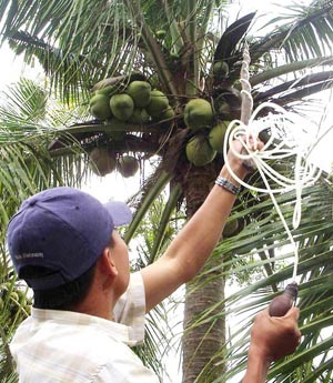 Pollinate support for coconut wax in Tra Vinh