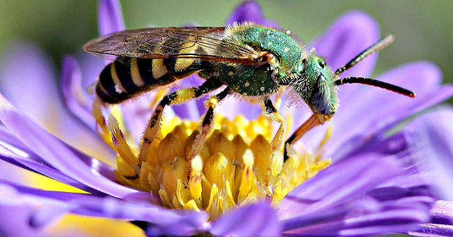 Pollinated species on the momentum of extinction