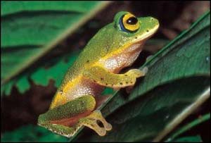 Pollutants turn male frogs into female frogs