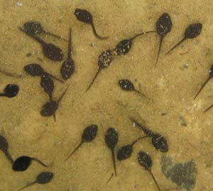 Polluted environment: Tadpoles hatch into female frogs