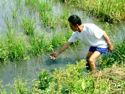 Pollution due to plant protection drugs