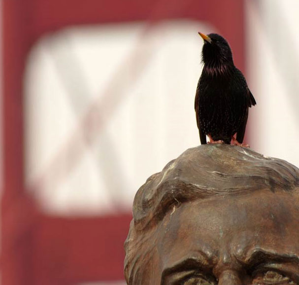 Pollution makes birds sing better