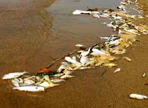 Pollution of water makes people lose their livelihood