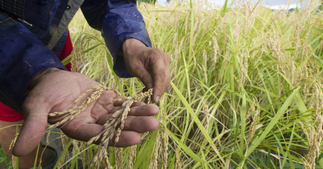 Poor nutrient food due to global warming