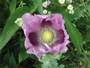 Poppy
