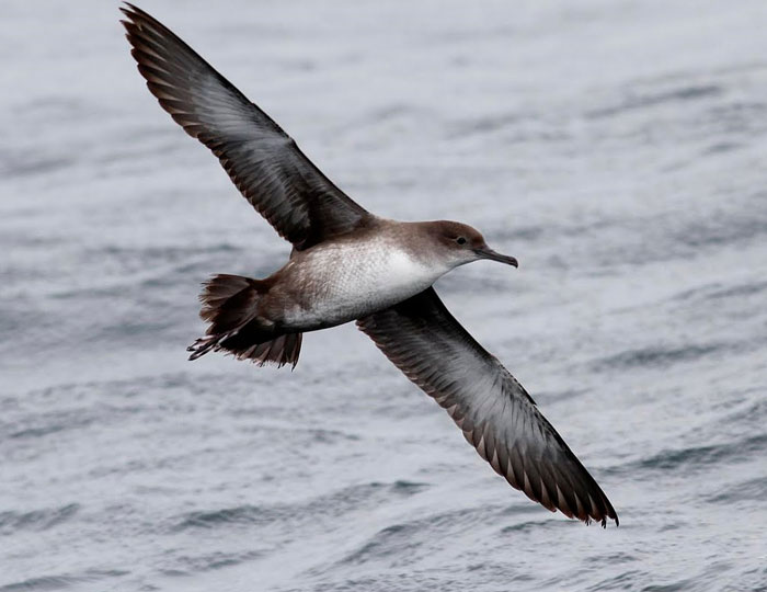 'Population' seabirds reduced the alarm
