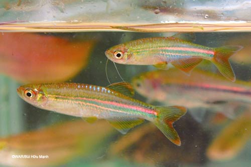 Portrait of 12 new freshwater fish species in Vietnam