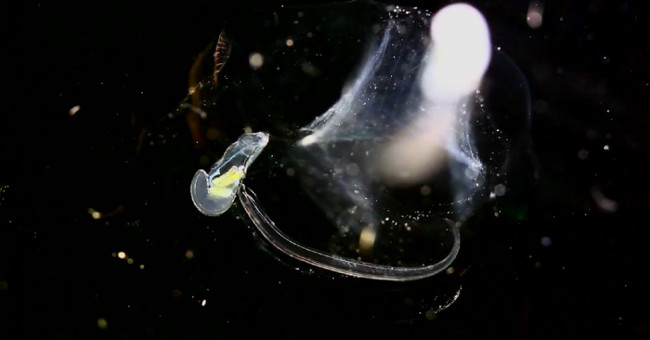 Portrait of 'food transporter' for the ocean floor