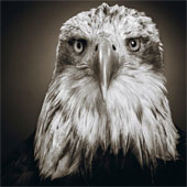 Portrait of 'serious youth' of animals