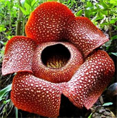 Portrait of the 'armpit' in the world of flowers