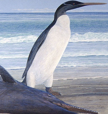 Portrait of the penguin was extinct 25 million years