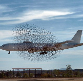 Positioning birds helps reduce aviation accidents