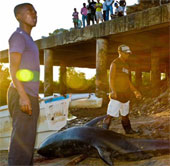 Positioning waves cause whales to die in mass