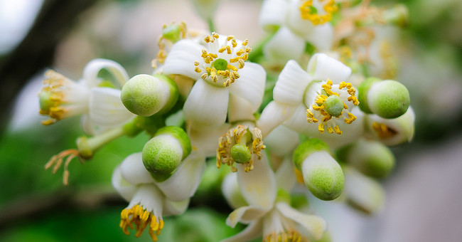 Post remedy for pomelo flowers in March