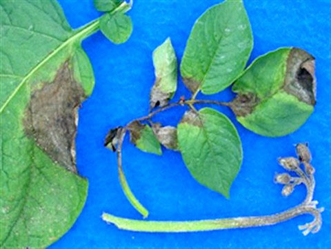 Potato shingles reappear in the United States