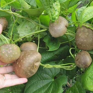 Potato vines do not produce tubers ... grow into fruits